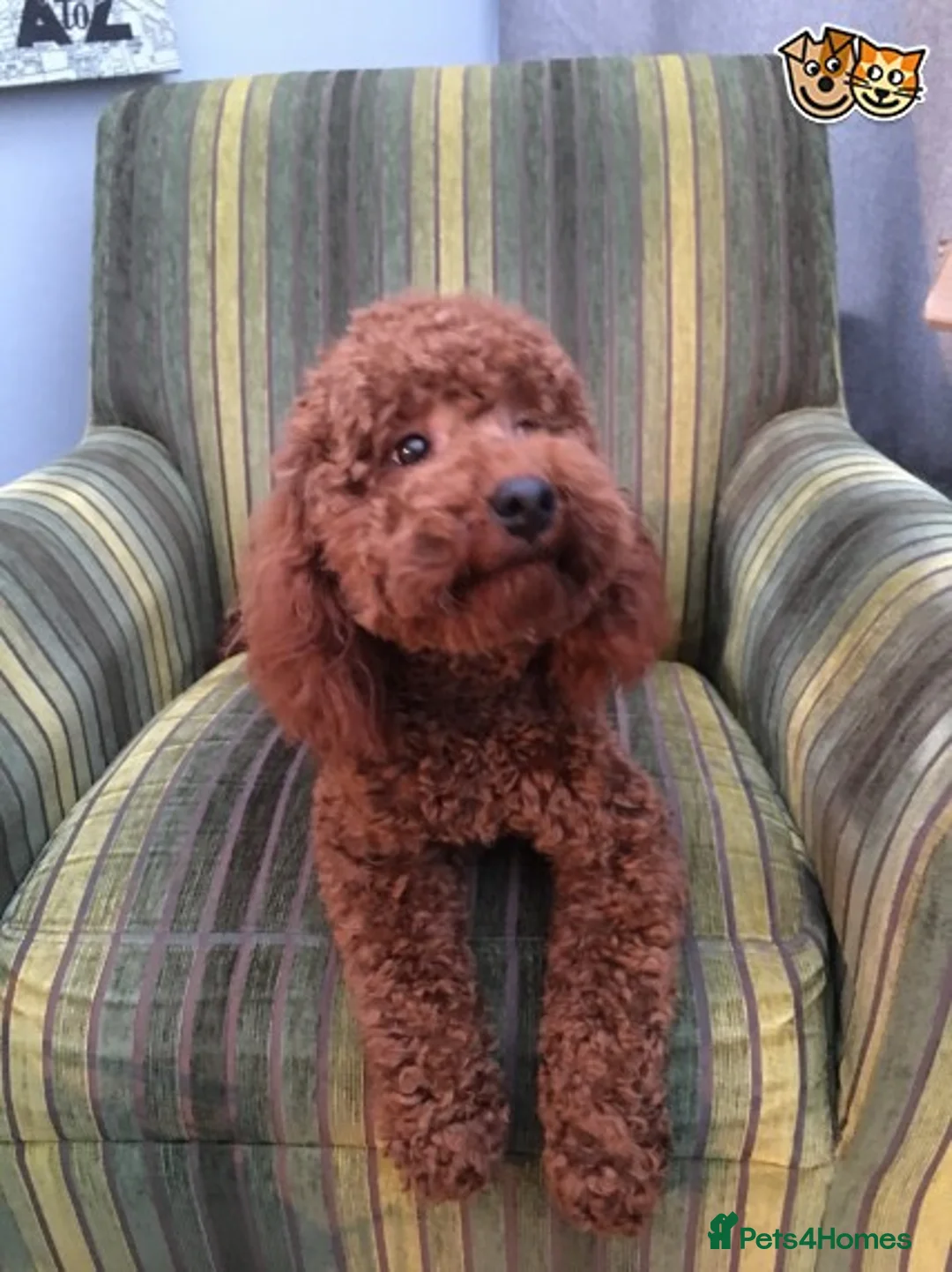 Miniature Poodle dogs for stud: Miniature Poodle stud dog fox red. in Hockley - Advert 3