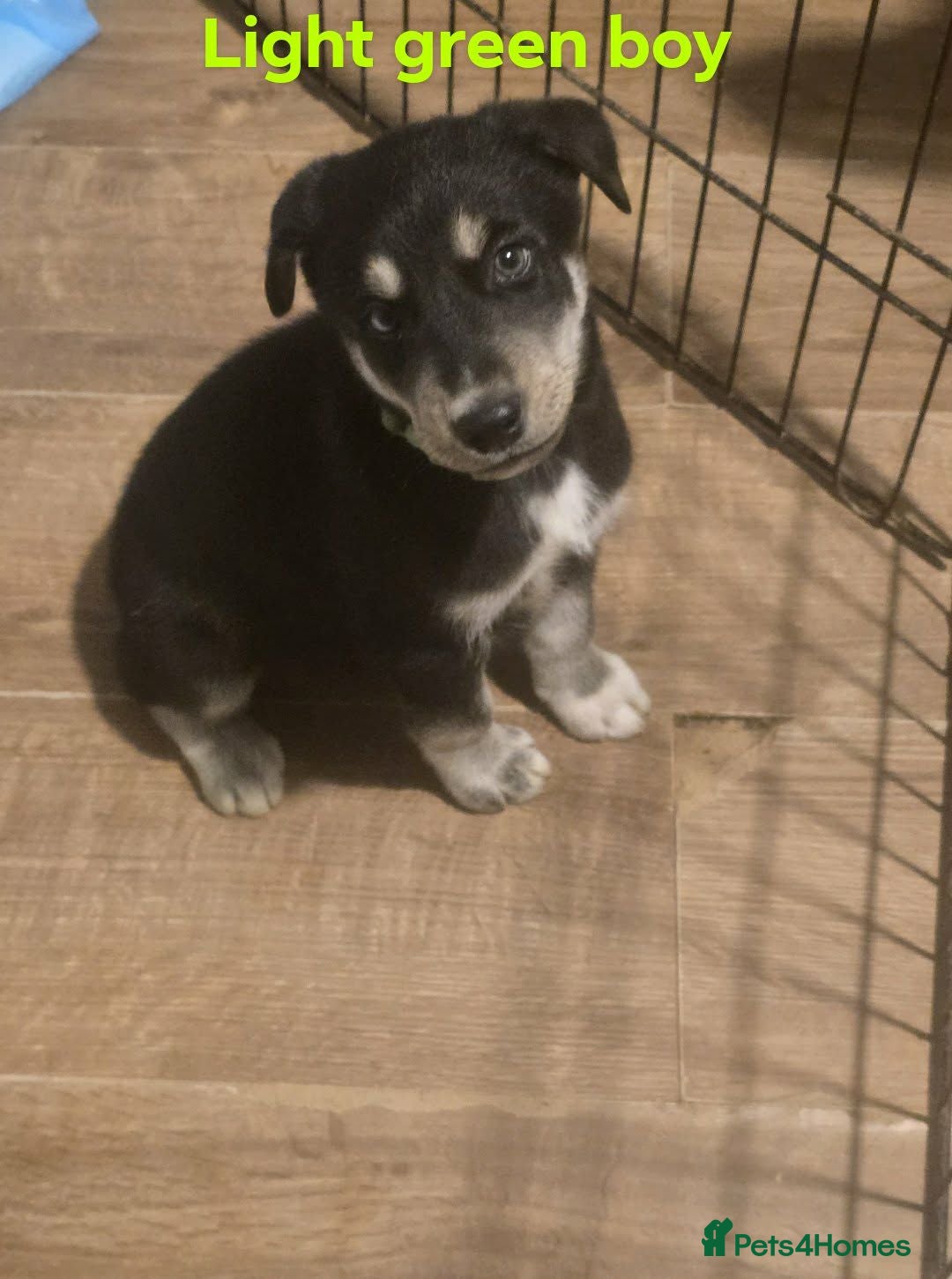 Mixed Breed dogs Huskador  - Advert 14