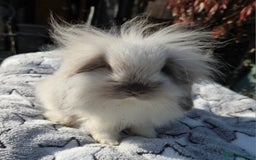 Mini Lion Lop rabbits for sale: Mini lop lops - Image 6
