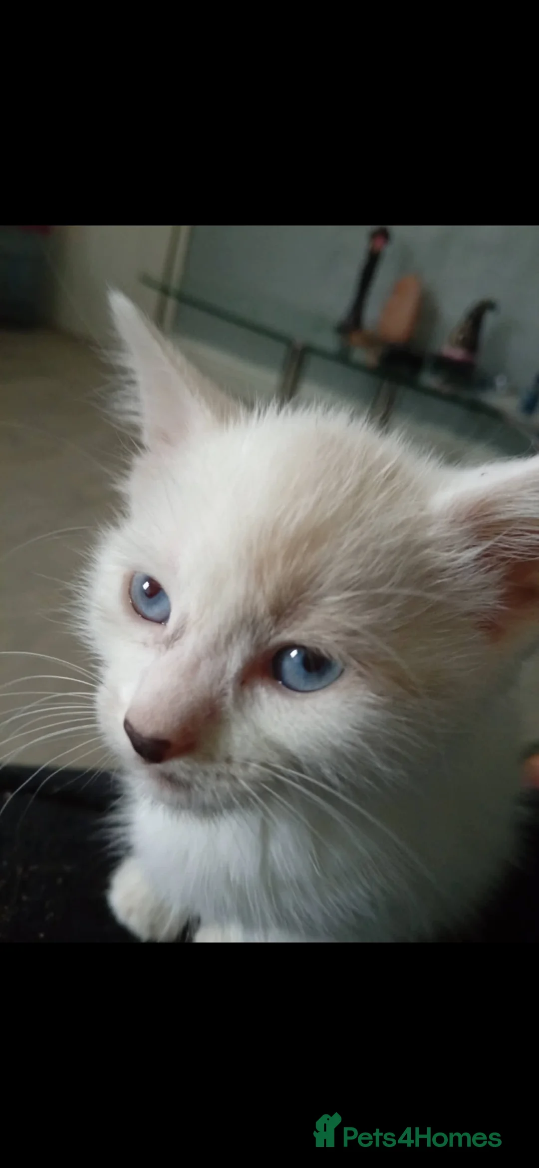 Mixed Breed cats for sale: sealpoint crossed fluffy persian. - Advert 10