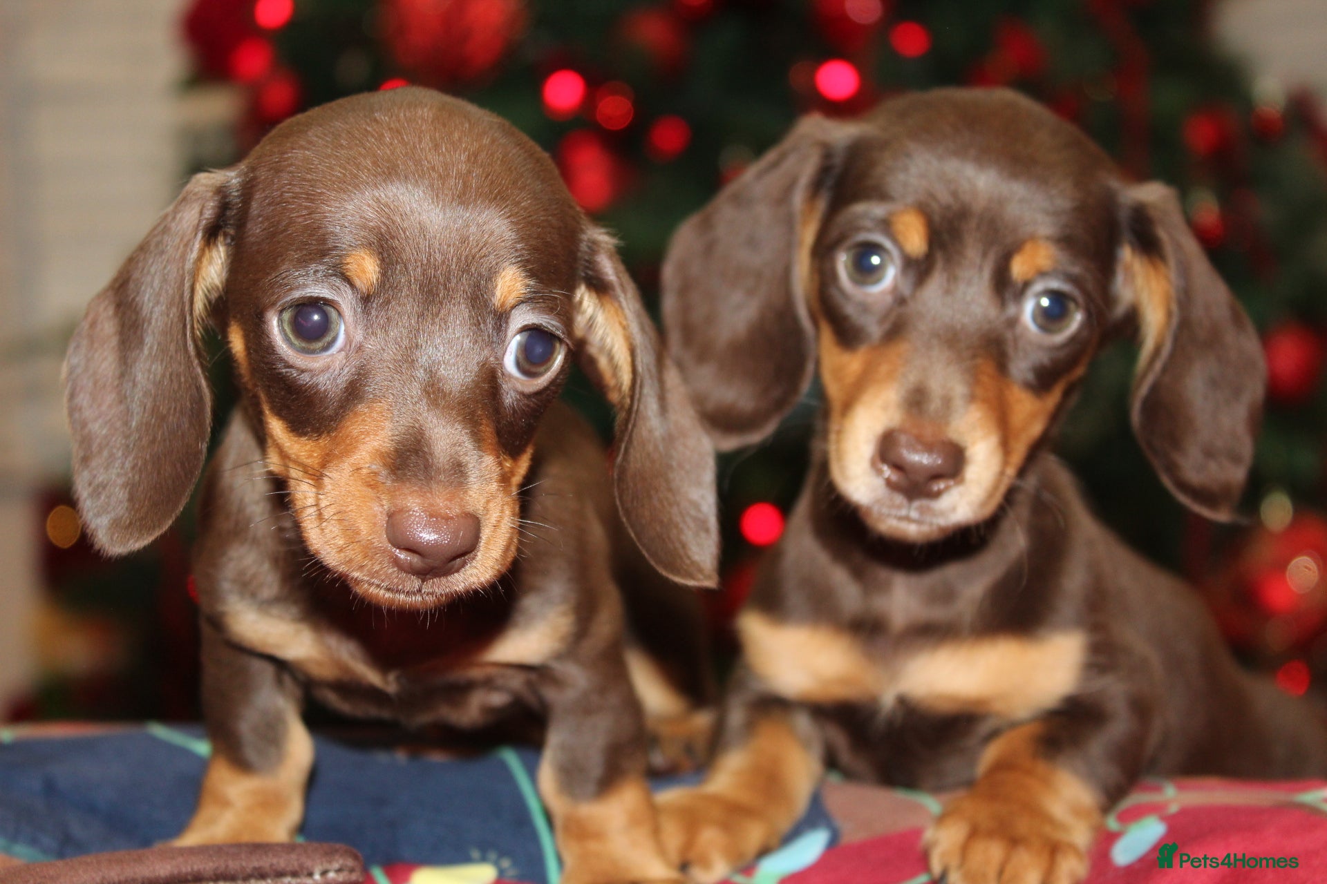 Miniature Dachshund dogs Absolutely stunning KC mini  girls🩷🩷🌟  - Advert 9