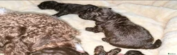 Mixed Breed dogs for sale: ADORABLE F1BB GOLDENDOODLE PUPPIES in Todmorden - Advert 5
