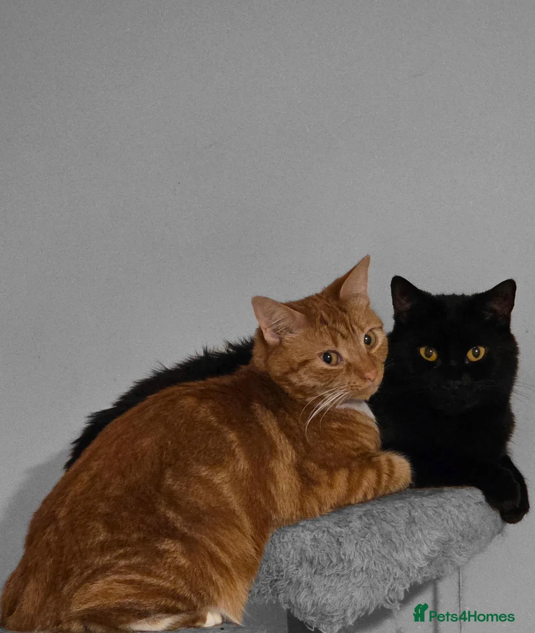 Mixed Breed cats for sale: Rehoming Ash and Gizmo - Advert 1