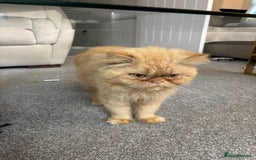 Persian cats for sale: 2 Male Ginger Persian Cats - Image 7