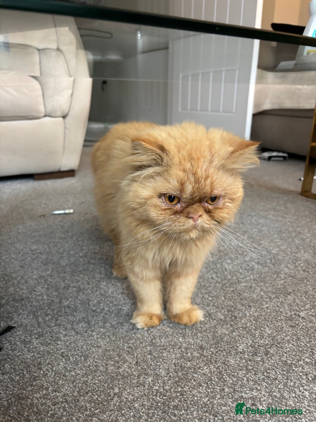 Persian cats for sale: 2 Male Ginger Persian Cats - Image 7