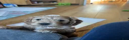 Cockapoo dogs for sale: Gorgeous Cockalier/Toy poodle pups - Advert 3