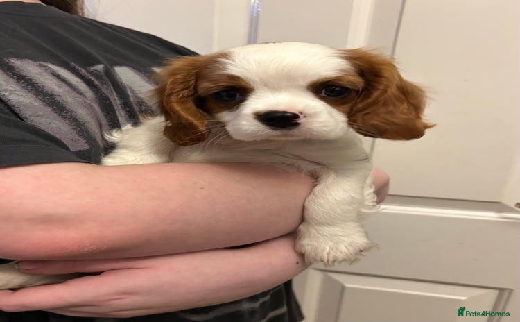 Cavalier King Charles Spaniel dogs - Advert 1