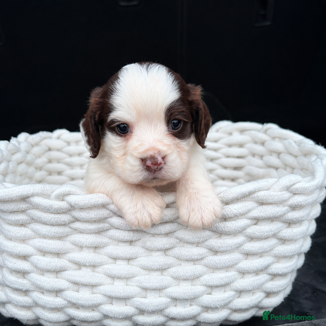 Cocker Spaniel dogs Beautiful Cocker Spaniel Puppies – Ready Now 🐾 - Advert 2