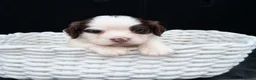 Cocker Spaniel dogs for sale: Beautiful Cocker Spaniel Puppies – Ready Now 🐾 in Saint Austell - Advert 2