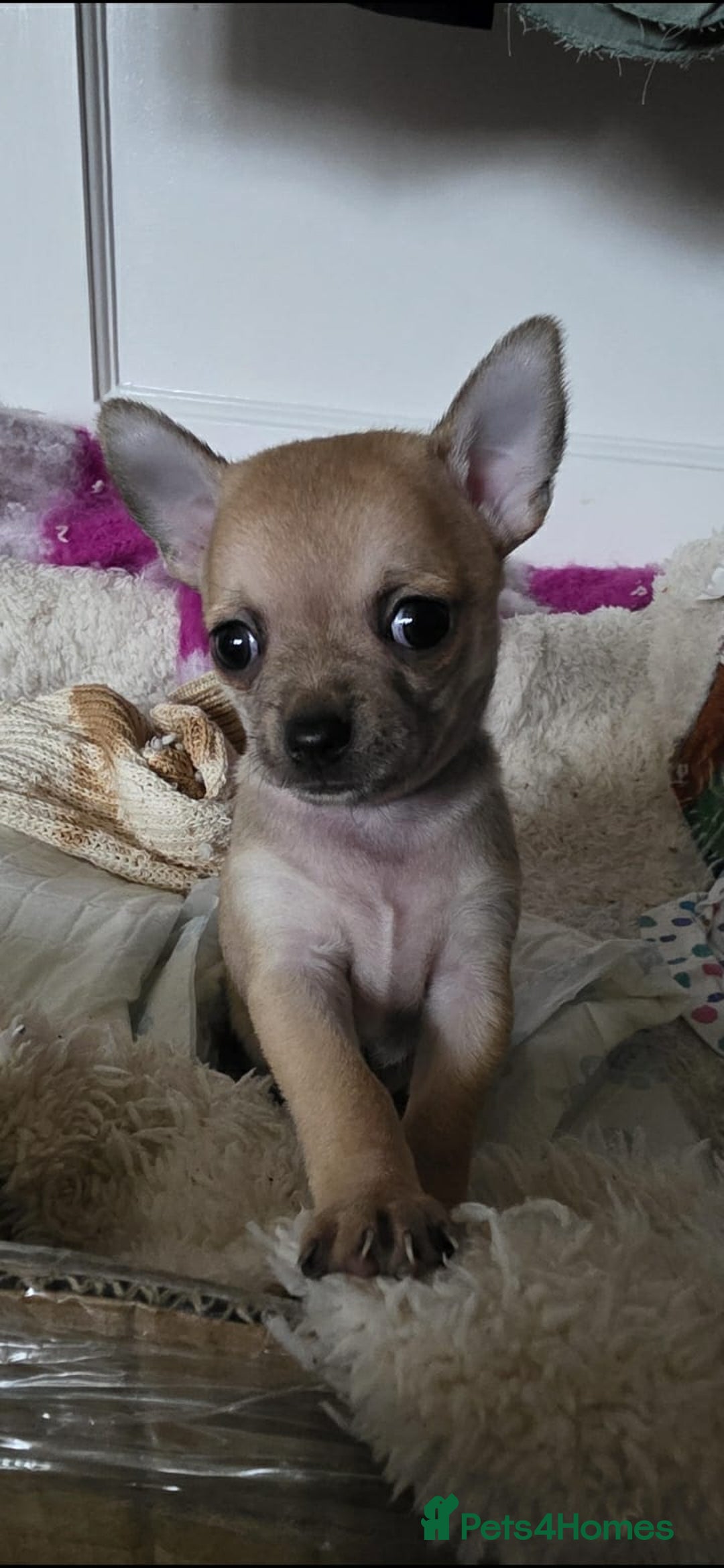 Chihuahua dogs for sale: 4 boys chihuahua puppies  - Advert 16