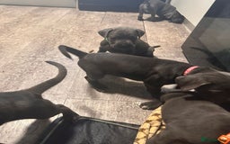 Cane Corso dogs for sale: Cane corso puppies - Image 3