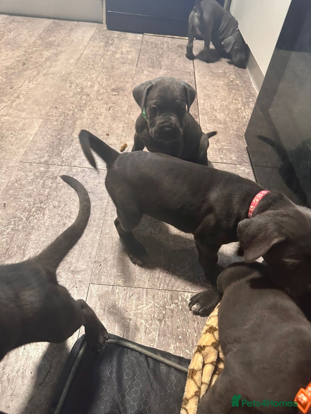 Cane Corso dogs for sale: Cane corso puppies - Image 3