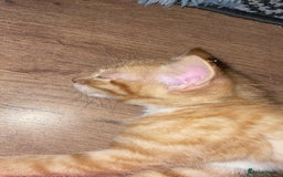 Mixed Breed cats for sale: Cute Adorable Kittens for Sale - Image 18