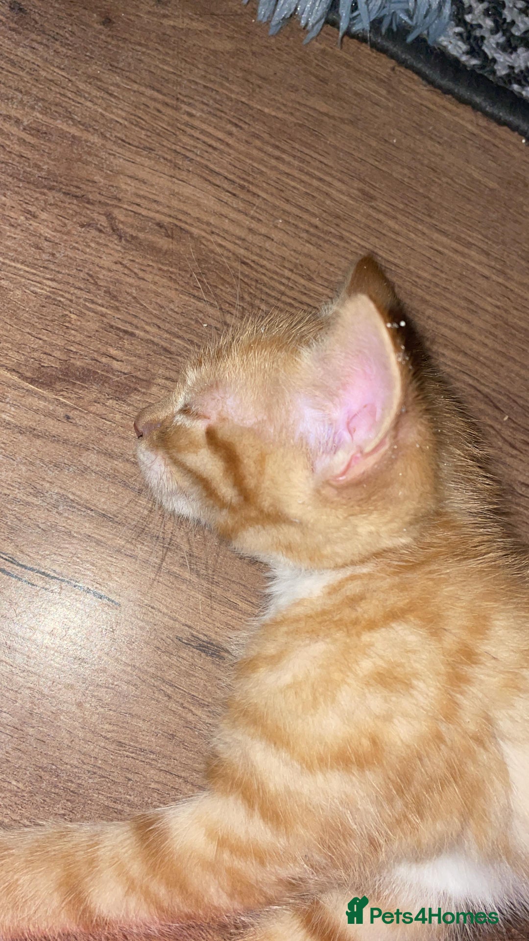 Mixed Breed cats for sale: Cute Adorable Kittens for Sale - Image 18