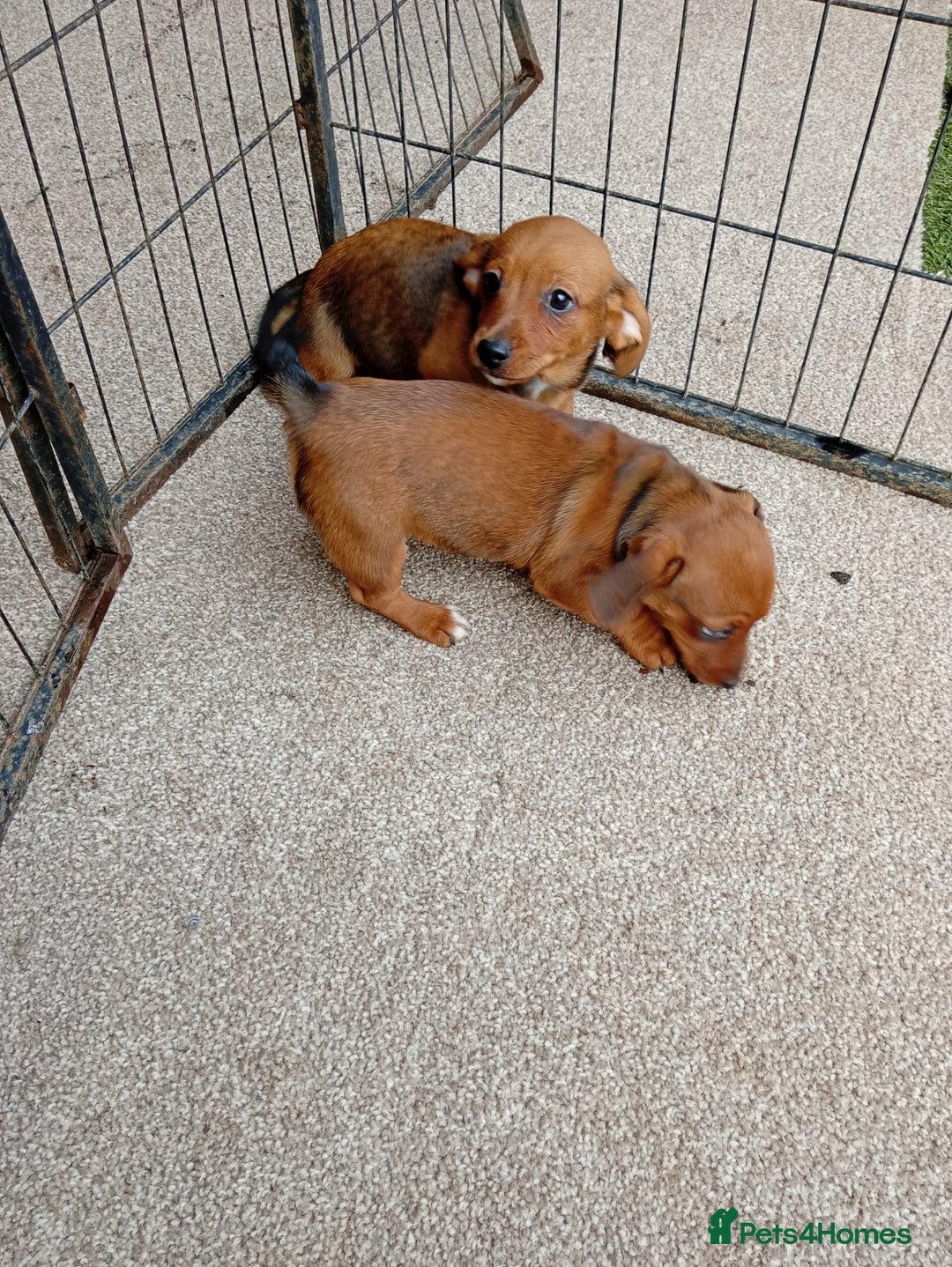 Dachshund dogs for sale: Dachshund puppies - Advert 6