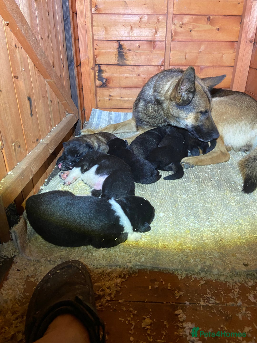 Mixed Breed dogs for sale: GSD X Akita puppies looking for new homes in Oct - Image 3