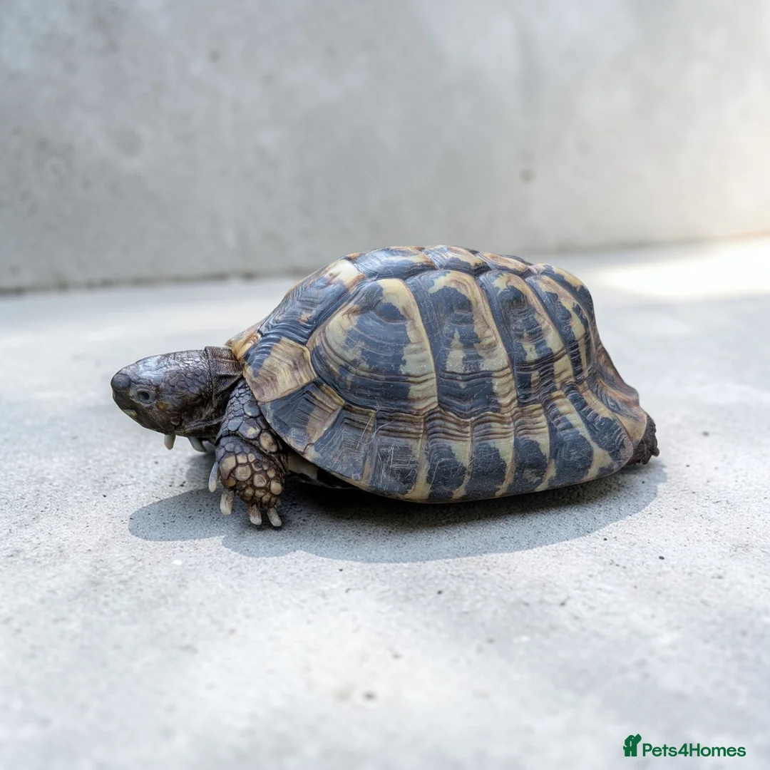 Hermann Tortoise reptiles for sale: Male Hermann Tortoise  - Advert 3