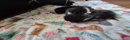 Mixed Breed cats for sale: 3 kittens looking for their new family - Advert 3