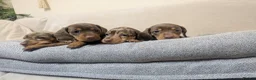 Miniature Dachshund dogs for sale: Miniature Dachshund puppys - Advert 3