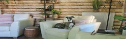 Whippet dogs for stud: Barney - Advert 8