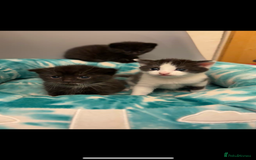 Mixed Breed cats for sale: Mixed breed kittens  - Image 11