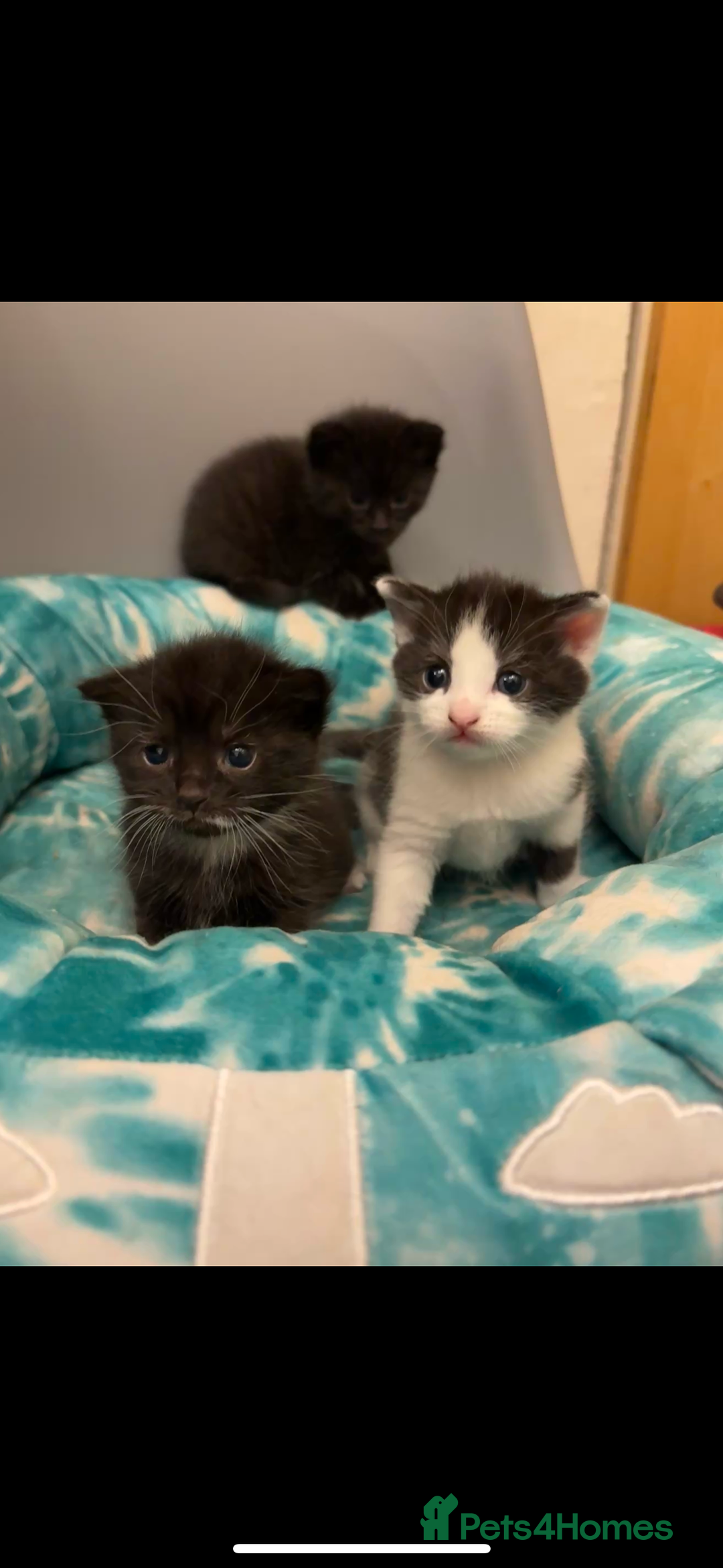 Mixed Breed cats for sale: Mixed breed kittens  - Image 11