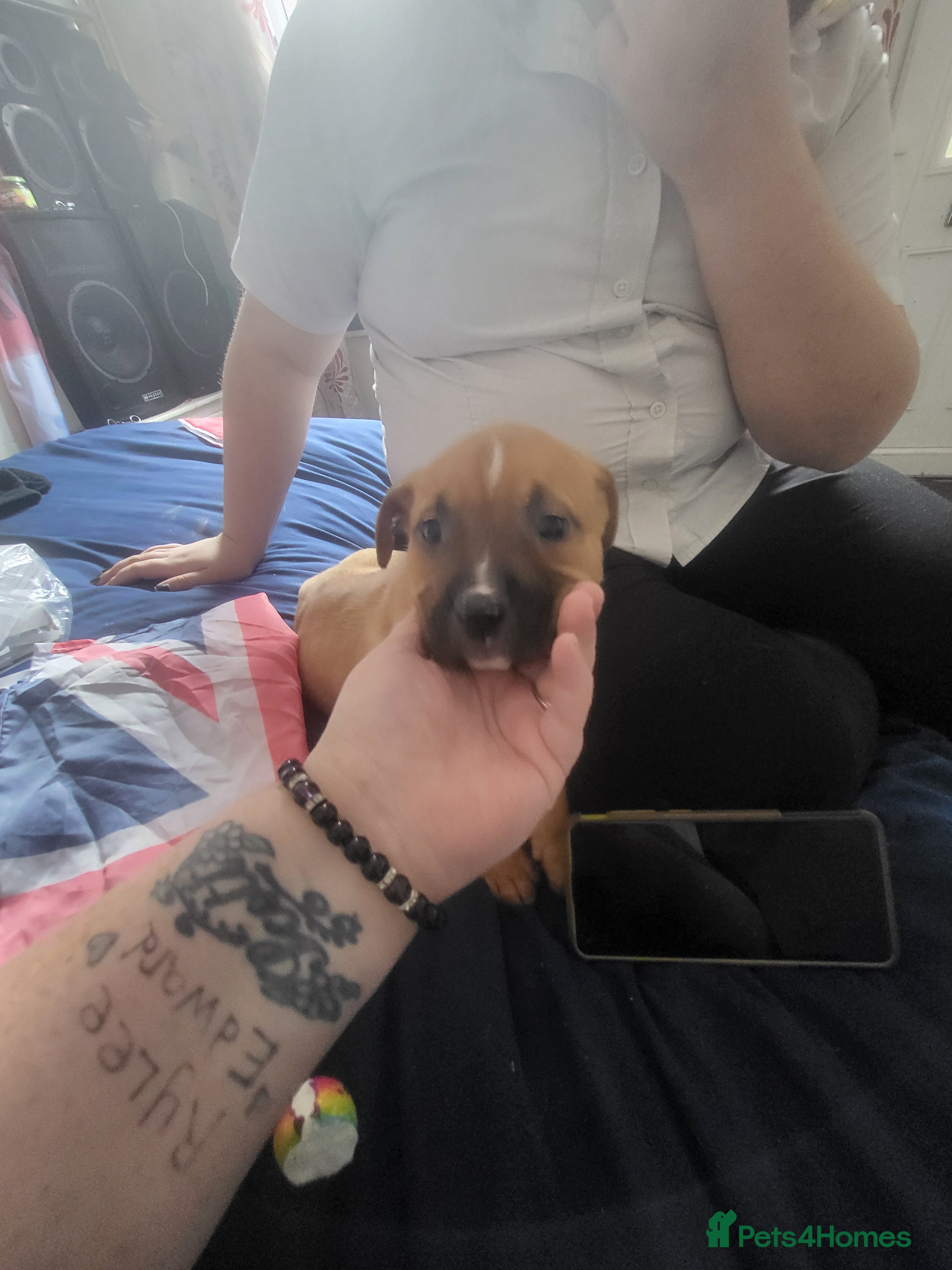 Mixed Breed dogs for sale: Akita x boardeaux  in Derby - Advert 2