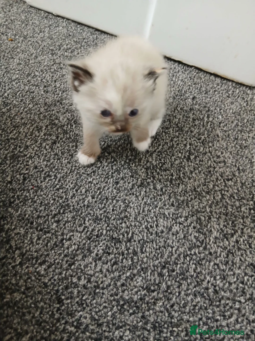 Mixed Breed cats for sale: Blended Ragdoll Kittens - Advert 2