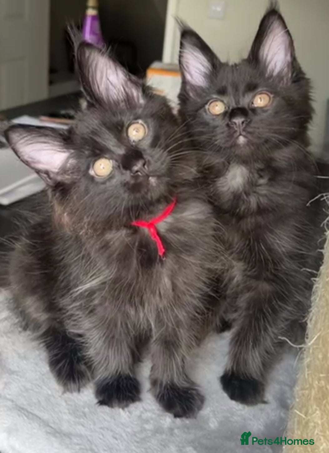 Maine Coon cats Mainecoon kittens  - Advert 15