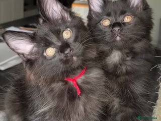 Maine Coon cats Mainecoon kittens - Advert 18