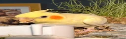 Cockatiels birds for sale: Beautiful hand-tame lutino Cockatiel  in Westbury - Advert 9