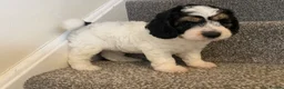 Cockapoo dogs for sale: READY - 1 BOY left 🐶Cockapoos🐶 parents tested  - Advert 18