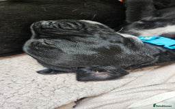 Mixed Breed dogs for sale: Dalmation x Labrador puppies  - Image 4