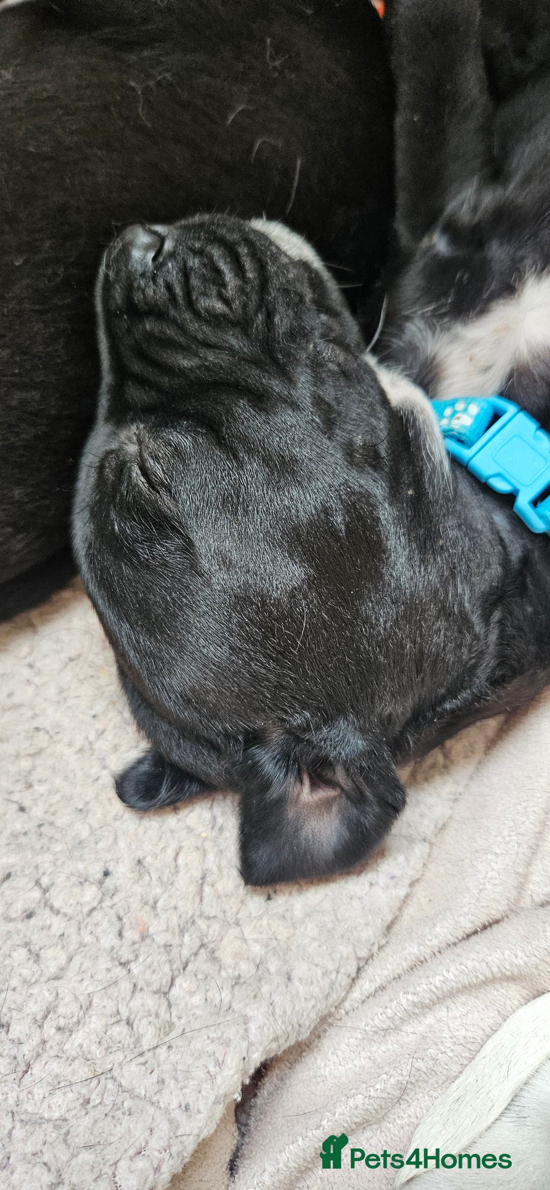 Mixed Breed dogs for sale: Dalmation x Labrador puppies  - Image 4