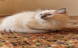 Ragdoll cats for sale: Last stunning male ragdoll (extra cuddly) - Image 2