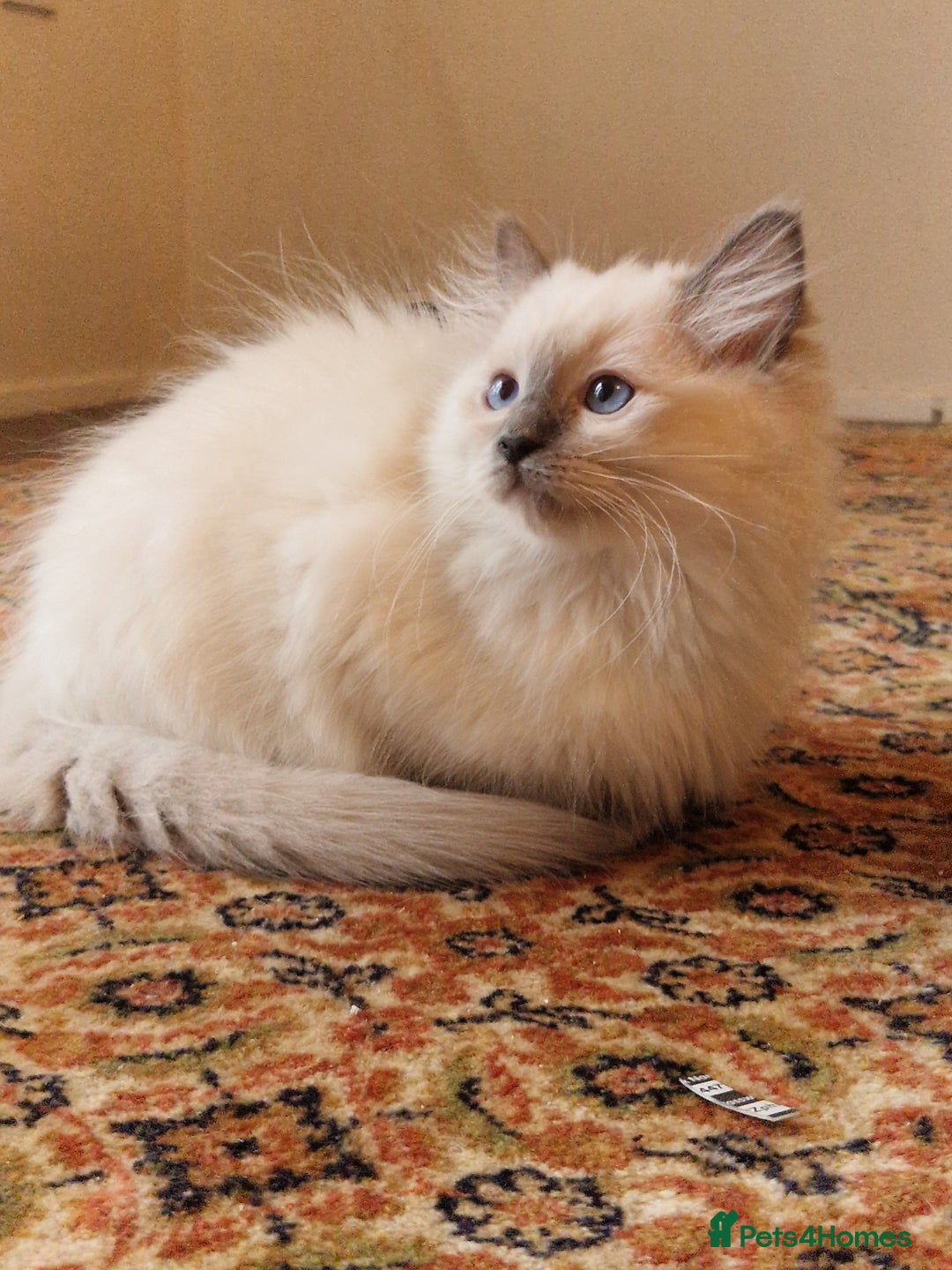 Ragdoll cats for sale: Last stunning male ragdoll (extra cuddly) - Image 2