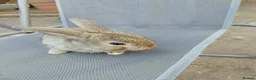 Mixed Breed rabbits for sale: rabbits in need of good home in Peterborough - Advert 4