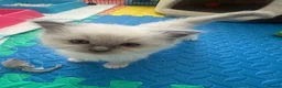 Ragdoll cats for sale: Beautiful Ragdoll Kittens  - Advert 13