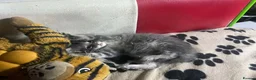 Maine Coon cats for sale: Maine coon pure American kittens - Advert 3