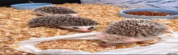 Pygmy Hedgehog rodents for sale: Baby African Pygmy Hedgehogs -FEMALE - Advert 6