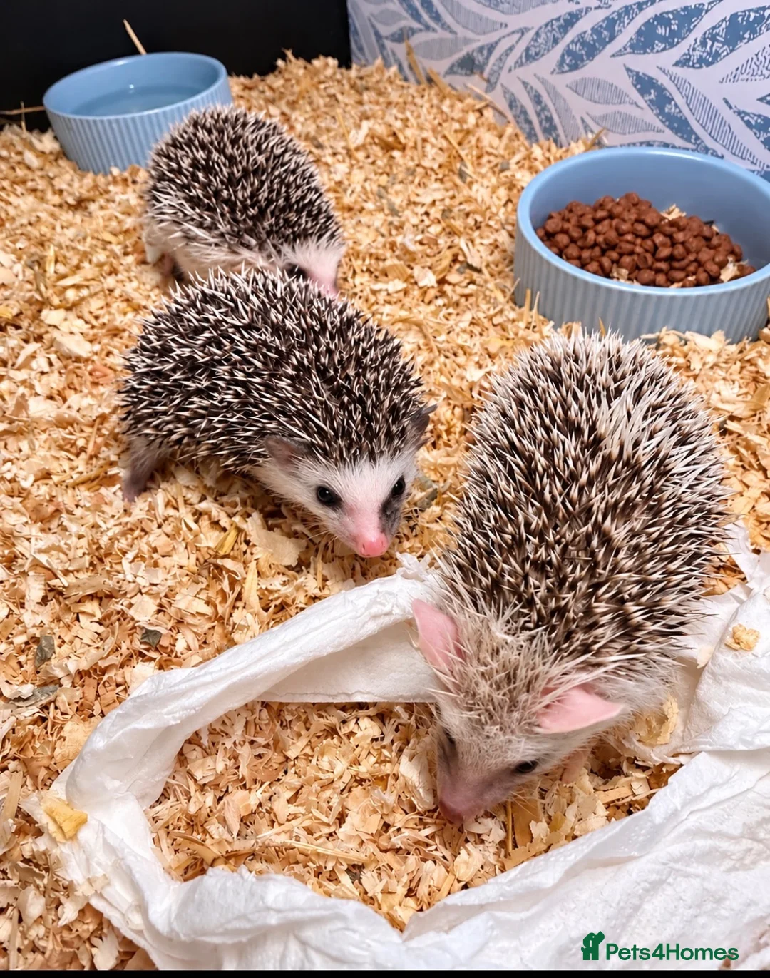 Pygmy Hedgehog rodents for sale: Baby African Pygmy Hedgehogs -FEMALE - Advert 6