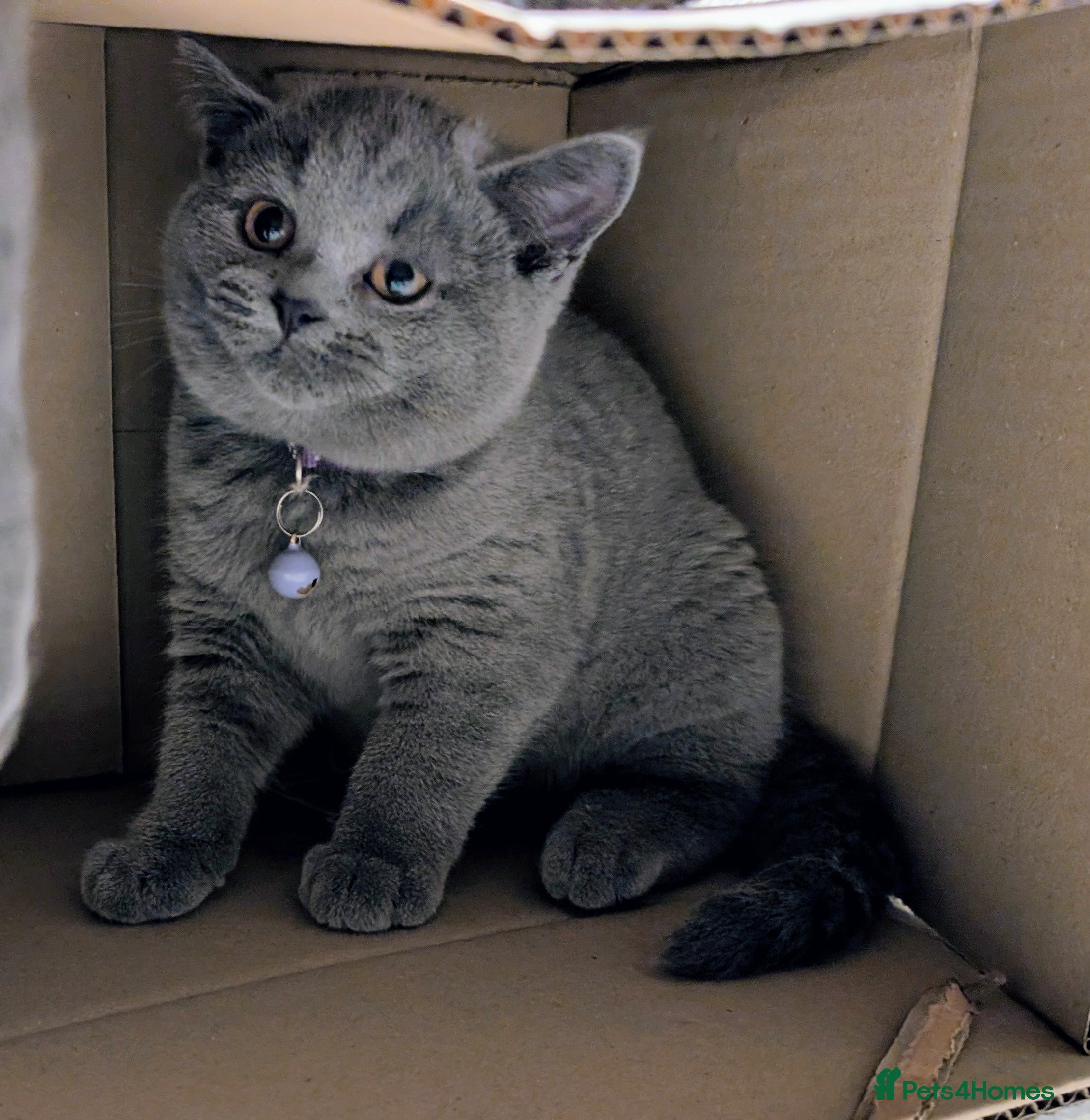 British Shorthair cats ❤️ One Active Girl Available ❤️ - Advert 1