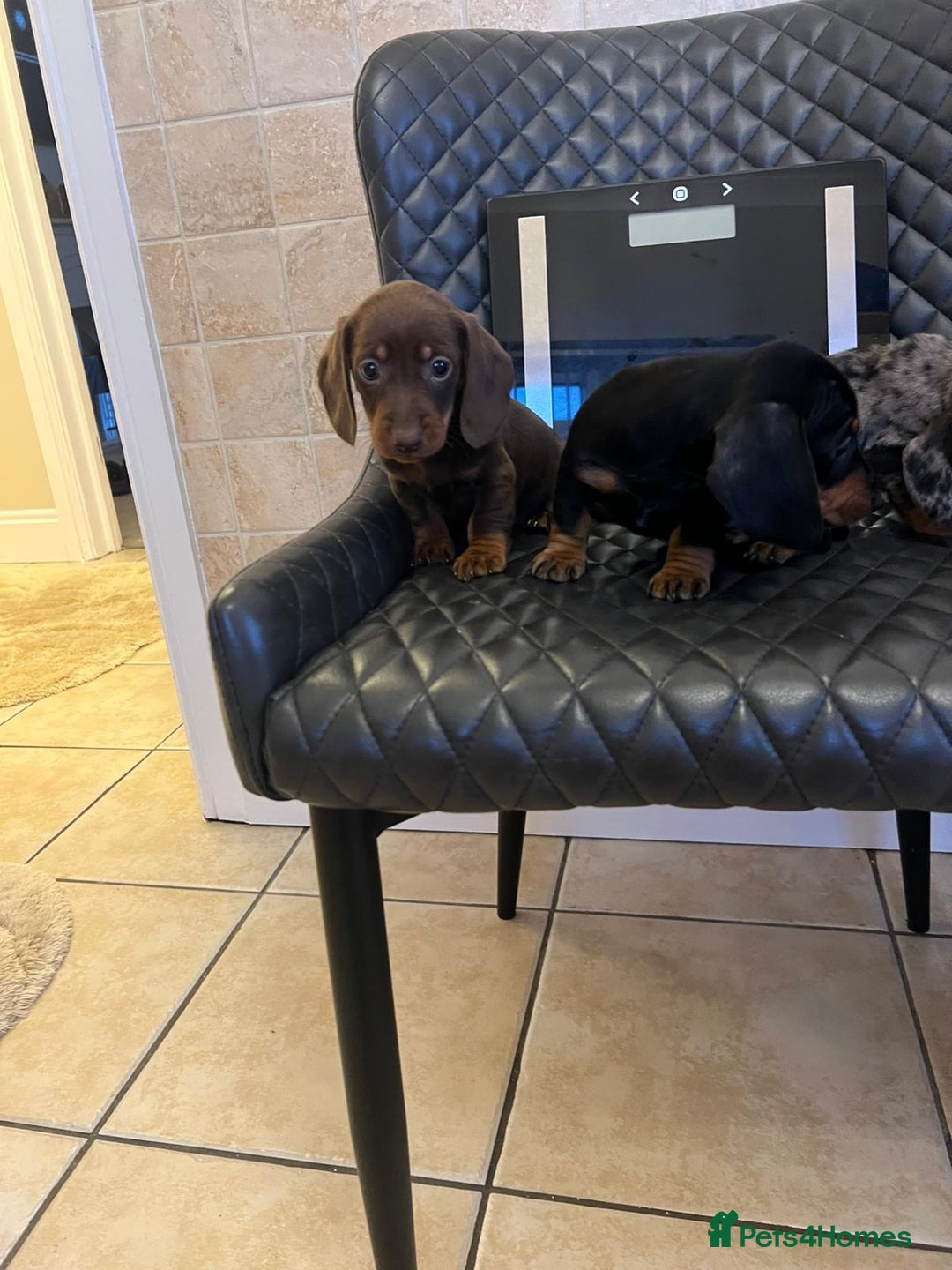 Dachshund dogs for sale: Dachshund puppies  - Advert 15