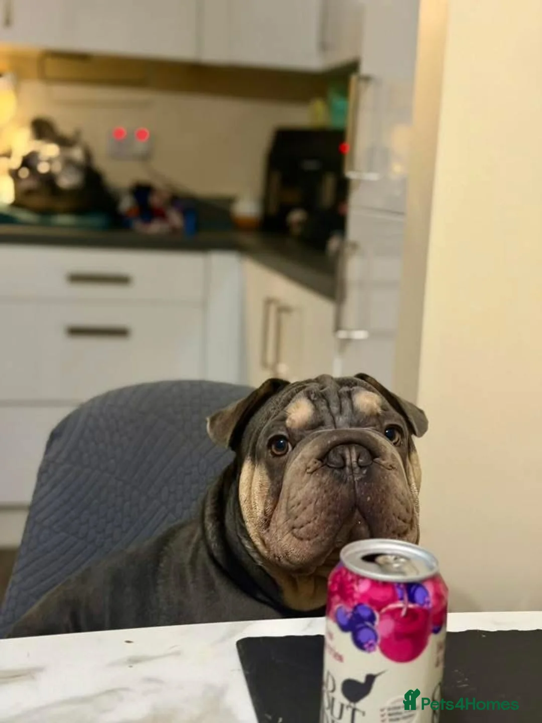 Mixed Breed dogs for sale: Beautiful French bulldog x sharpie male in Bradford - Advert 6