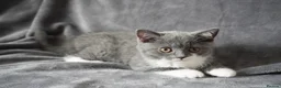British Shorthair cats for sale: Pedigree Kittens GCCF registered  - Advert 7