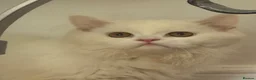 Persian cats for sale: 2 Persian kittens for Sale  - Advert 4