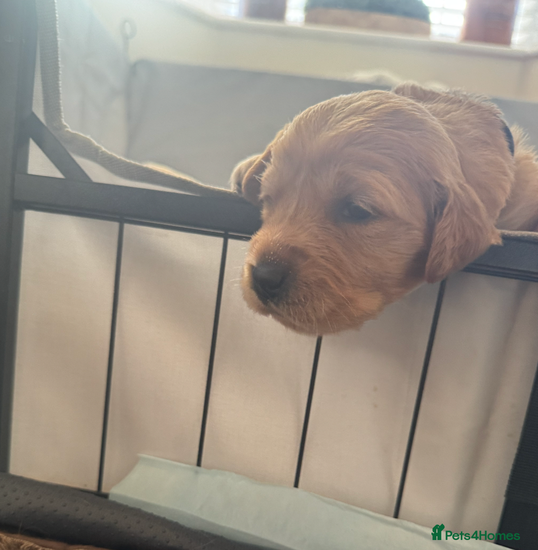 Golden Retriever dogs for stud: 5th Generation 2yo Toasted Golden Retriever - Advert 8