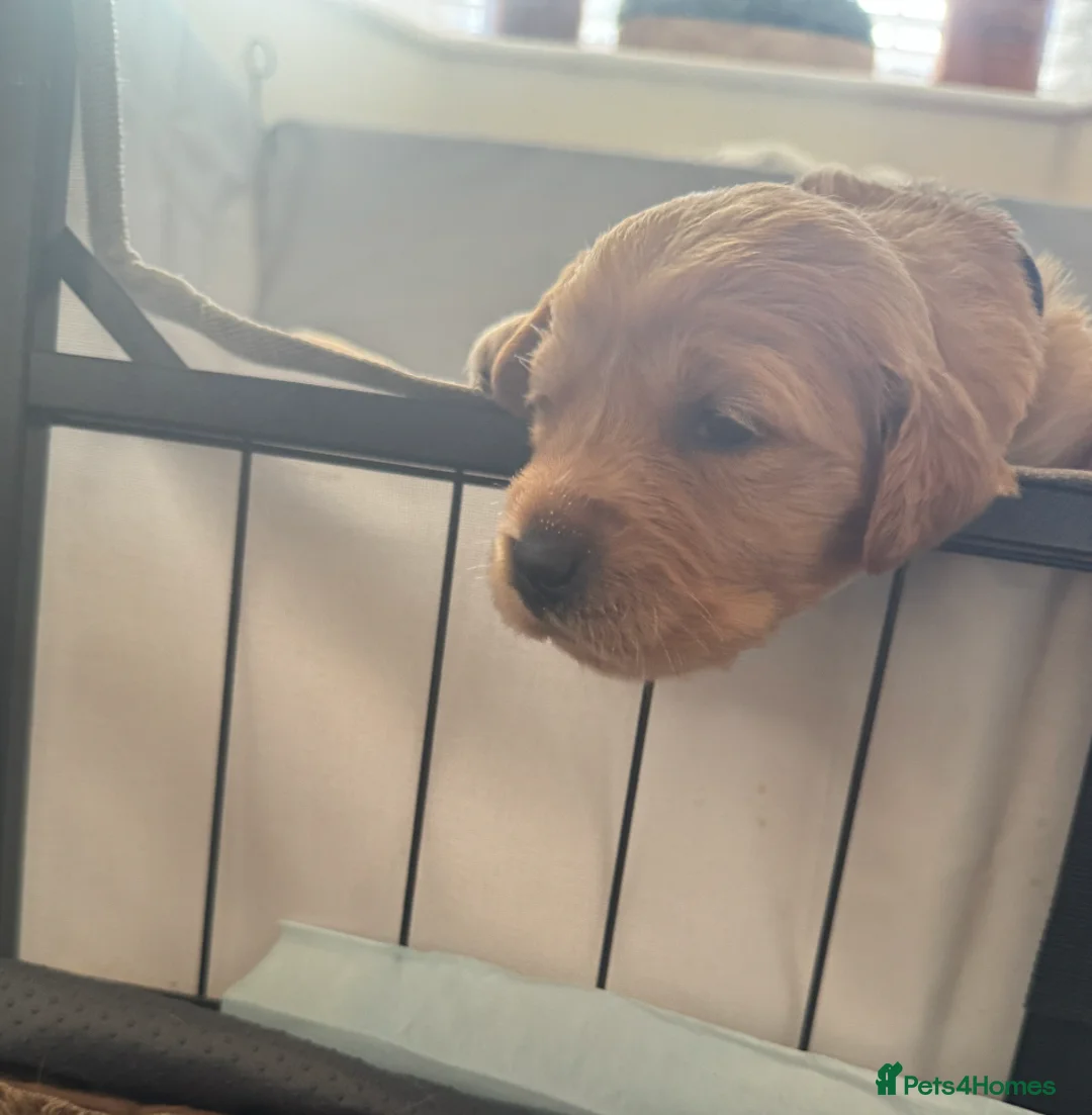 Golden Retriever dogs for stud: 5th Generation 2yo Toasted Golden Retriever - Advert 8