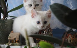 British Shorthair cats for sale: 4 Beautiful British short hair & Ragdoll kittens - Image 18
