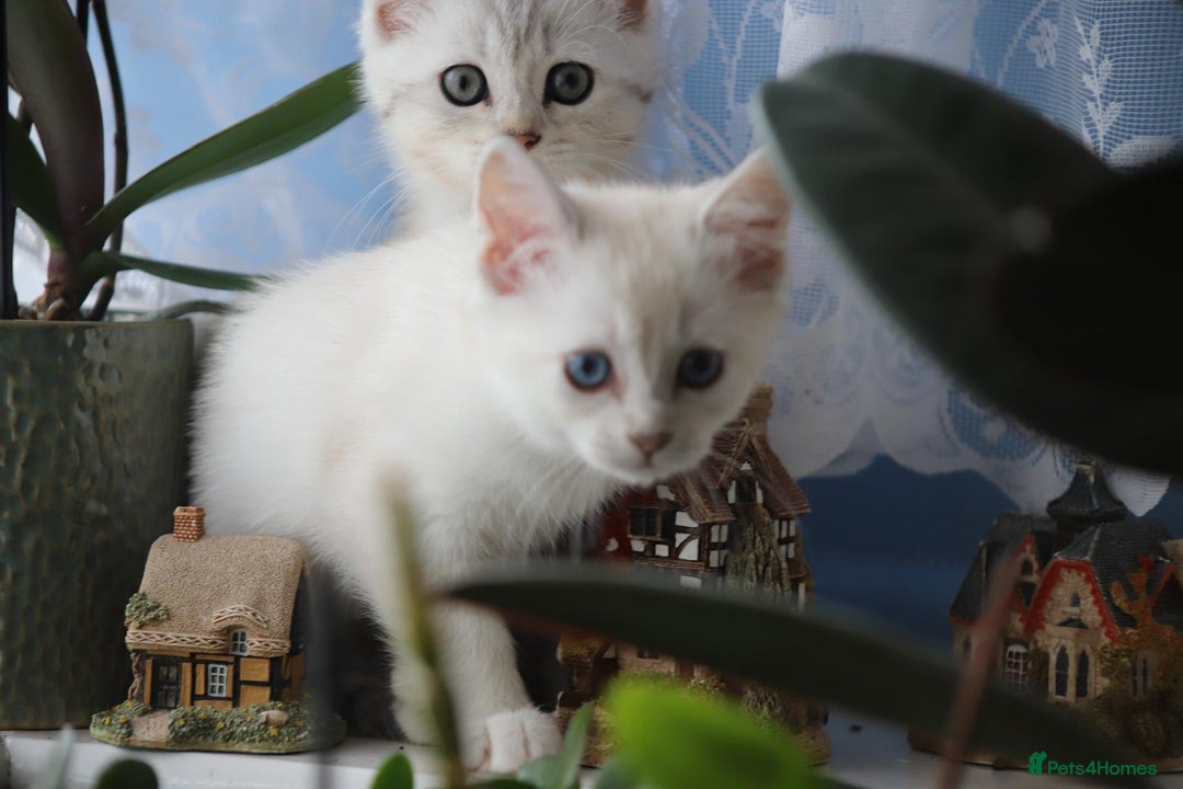 British Shorthair cats for sale: 4 Beautiful British short hair & Ragdoll kittens - Image 18